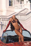 SHERIDAN TOP BUNNY ARCHIVES